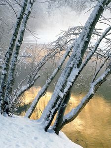 Превью обои деревья, вода, река, снег, берег, наклон