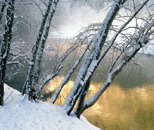 Превью обои деревья, вода, река, снег, берег, наклон