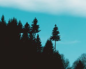 Превью обои деревья, возвышенность, силуэты, небо, темный