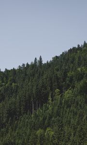 Превью обои деревья, возвышенность, зеленый, небо