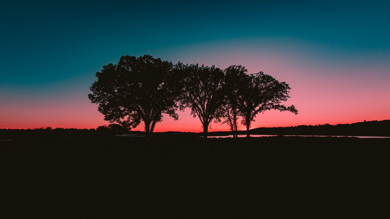 Обои деревья, закат, горизонт