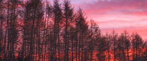 Превью обои деревья, закат, небо