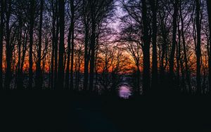 Превью обои деревья, закат, небо, ветки