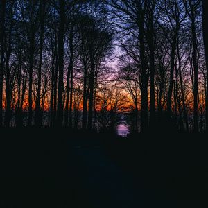 Превью обои деревья, закат, небо, ветки