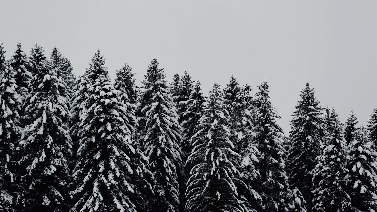 Обои деревья, заснеженный, снег