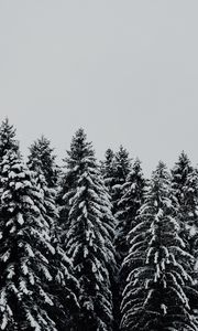 Превью обои деревья, заснеженный, снег