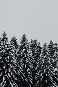Превью обои деревья, заснеженный, снег