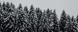 Превью обои деревья, заснеженный, снег