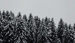 Превью обои деревья, заснеженный, снег
