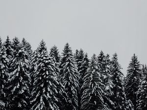 Превью обои деревья, заснеженный, снег