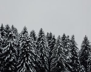 Превью обои деревья, заснеженный, снег