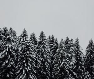 Превью обои деревья, заснеженный, снег