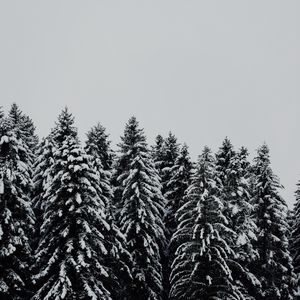 Превью обои деревья, заснеженный, снег