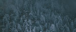 Превью обои деревья, заснеженный, туман, вид сверху