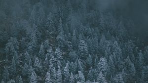 Превью обои деревья, заснеженный, туман, вид сверху