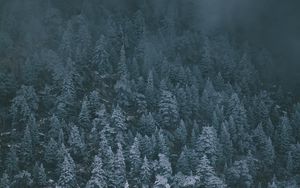 Превью обои деревья, заснеженный, туман, вид сверху