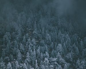 Превью обои деревья, заснеженный, туман, вид сверху