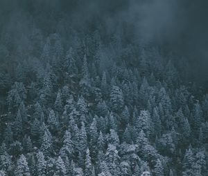 Превью обои деревья, заснеженный, туман, вид сверху