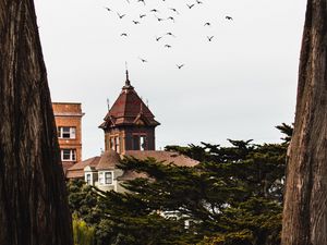 Превью обои деревья, здания, птицы, природа