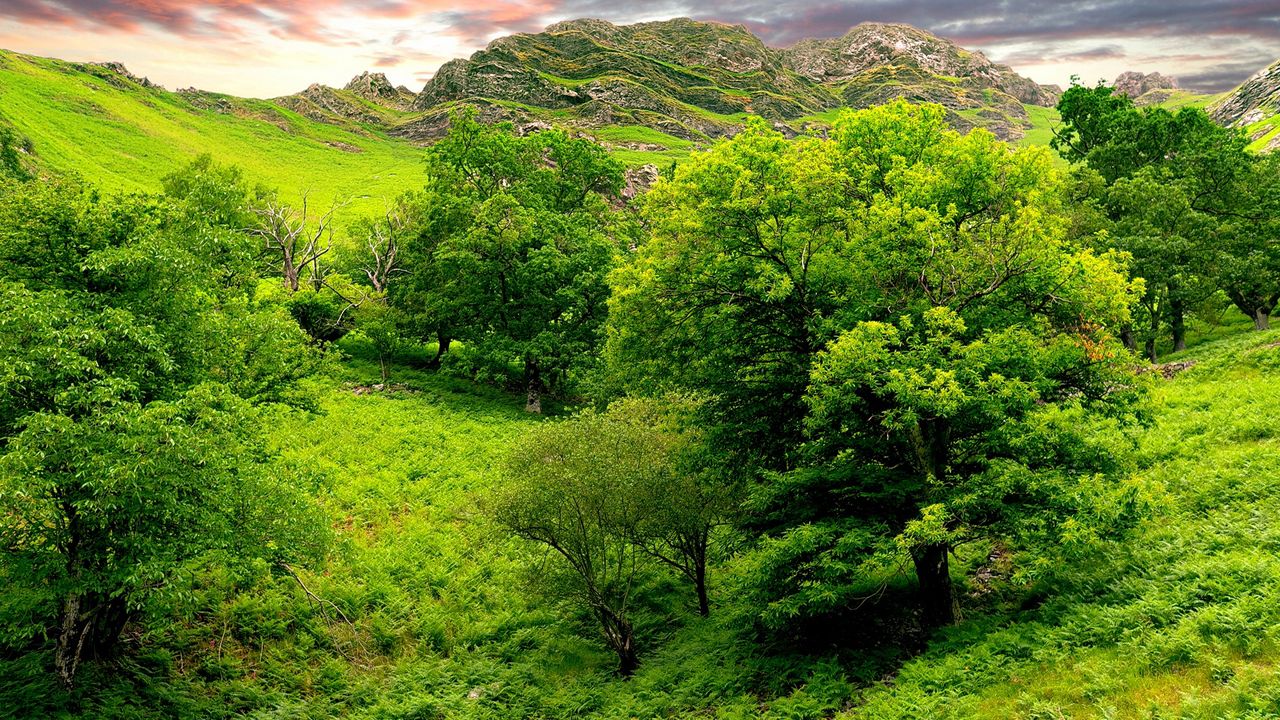 Обои деревья, зеленый, ярко, трава, лето, горы, рельеф, низина, ландшафт, небо