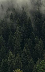 Превью обои деревья, зеленый, туман, лес, пелена, вид сверху