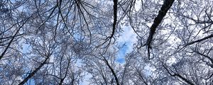 Превью обои деревья, зима, иней, небо, вид снизу