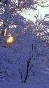 Превью обои деревья, зима, иней, солнце, лучи, свет, белый