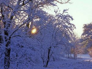 Превью обои деревья, зима, иней, солнце, лучи, свет, белый
