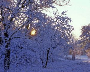 Превью обои деревья, зима, иней, солнце, лучи, свет, белый