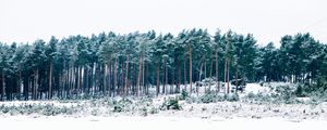 Превью обои деревья, зима, лес