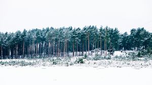 Превью обои деревья, зима, лес