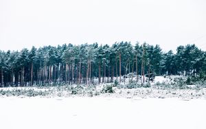 Превью обои деревья, зима, лес