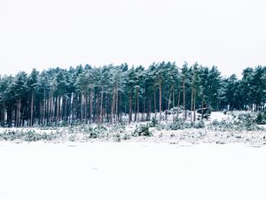 Превью обои деревья, зима, лес