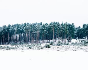 Превью обои деревья, зима, лес