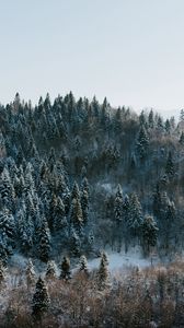 Превью обои деревья, зима, лес, вид сверху, заснеженный