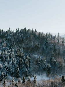 Превью обои деревья, зима, лес, вид сверху, заснеженный