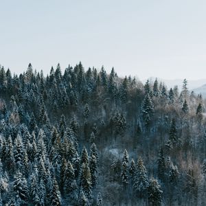 Превью обои деревья, зима, лес, вид сверху, заснеженный