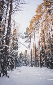 Превью обои деревья, зима, лес, снег