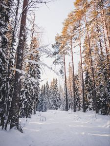 Превью обои деревья, зима, лес, снег