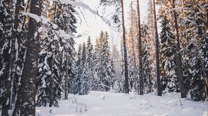 Превью обои деревья, зима, лес, снег