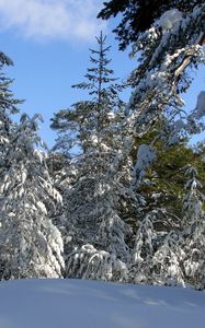 Превью обои деревья, зима, небо, ясно, голубое, снег, ветки, тяжесть, прогиб