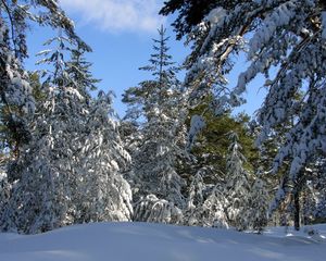 Превью обои деревья, зима, небо, ясно, голубое, снег, ветки, тяжесть, прогиб