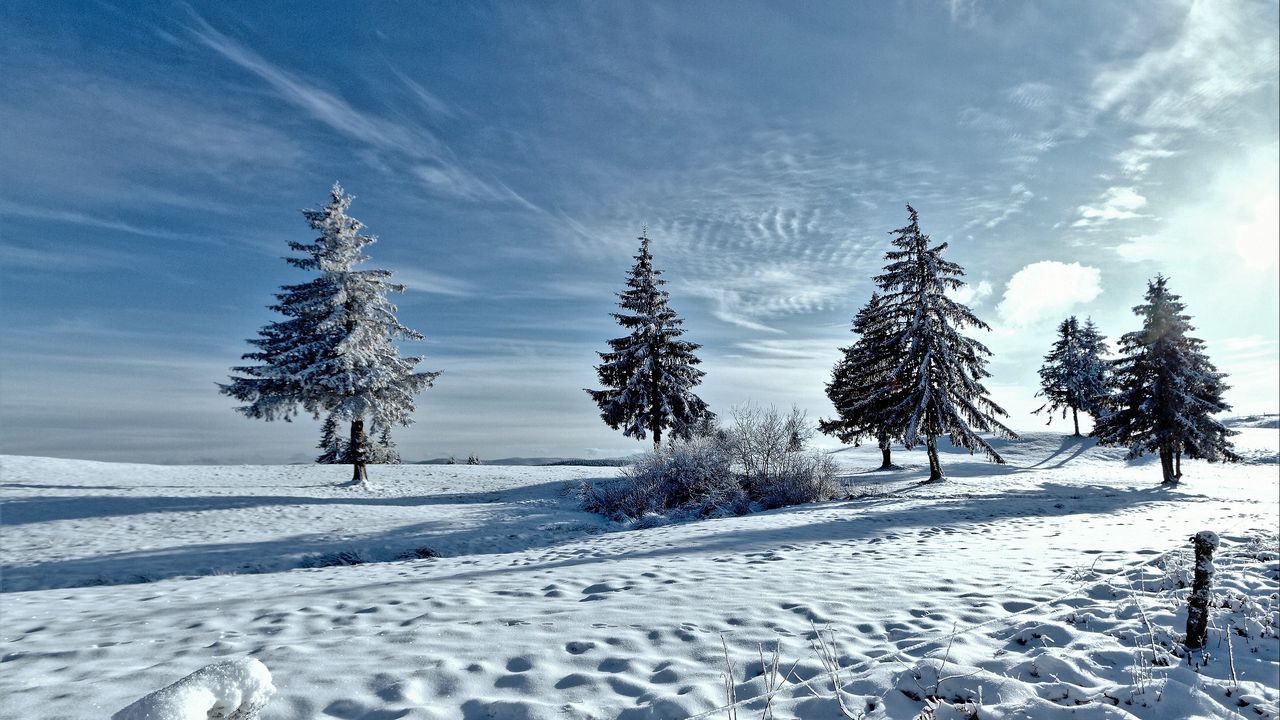 Обои деревья, зима, снег