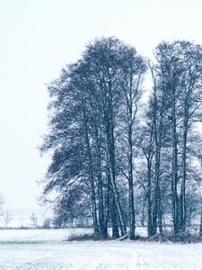 Превью обои деревья, зима, снег