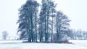 Превью обои деревья, зима, снег