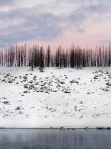 Превью обои деревья, зима, снег, возвышенность, заснеженный