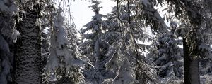 Превью обои деревья, зима, снег, лес, елки