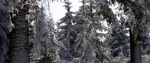 Превью обои деревья, зима, снег, лес, елки