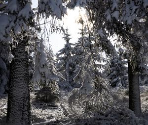 Превью обои деревья, зима, снег, лес, елки