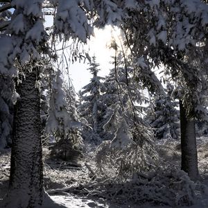 Превью обои деревья, зима, снег, лес, елки